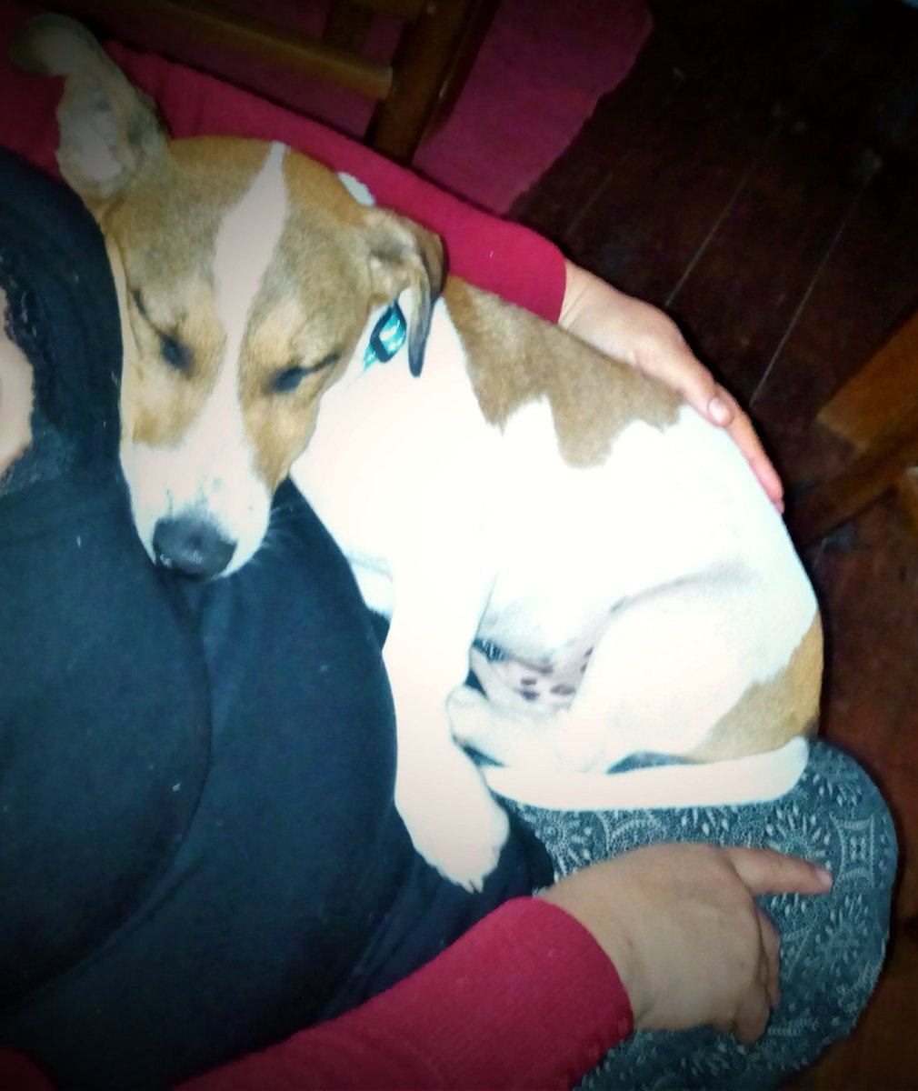 Lego_Lilli's tweet photo. “I realized when you look at your mother, you are looking at the purest love you will ever know.” 
– Mitch Albom
#lego #jackrussel #mystory #mymom #motherslove #love #purestlove #bestmom #thankful #happydog #dogs #dogslife #dogsoftwitter https://t.co/F2kWMDUG3q