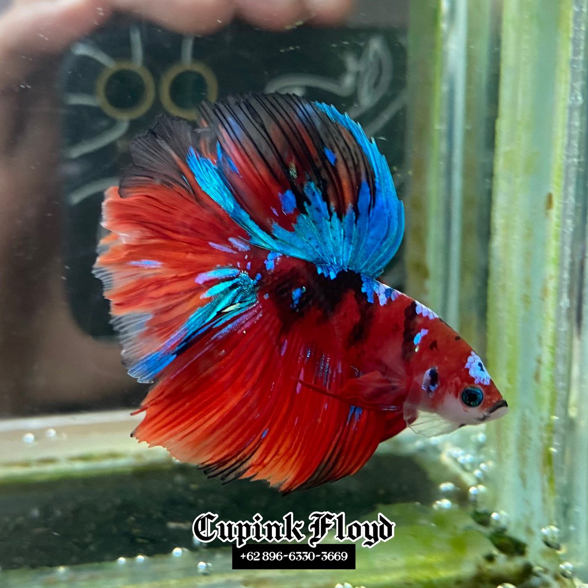 Halfmoon Red Koi Galaxy❤️🖤💙

Indonesia🇮🇩

Interested?dm📬

#bettafish #betta #bettafishindonesia #bettafishworld #cupang #ikancupang #jualcupang #forsale #available #worldwideshipping