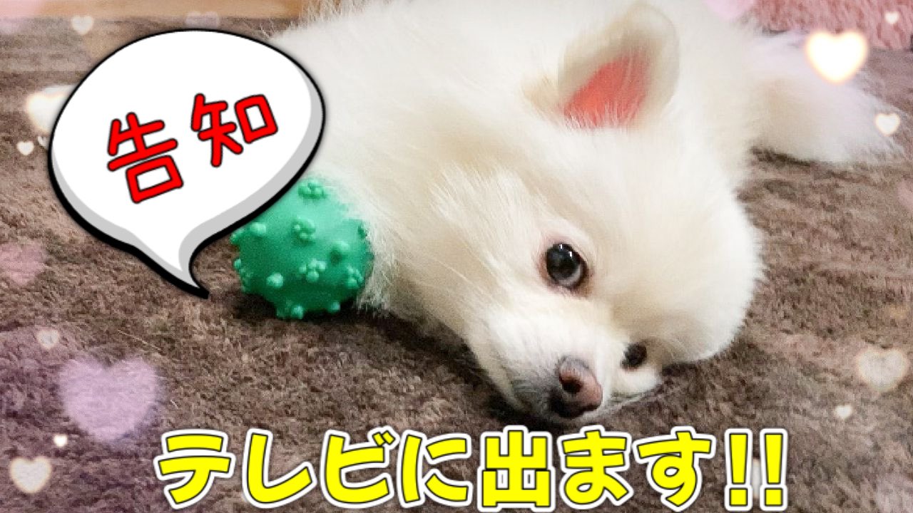 ポメラニアンのレモン Dx5wijbsrycg8gu Twitter