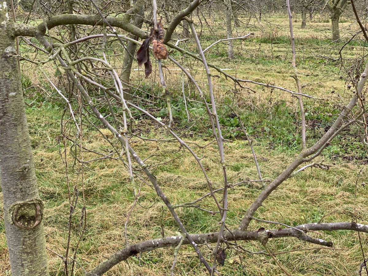 Bushelbox's tweet image. Yesterday we went plum knocking- removing old fruit to improve the quality of next years crop!