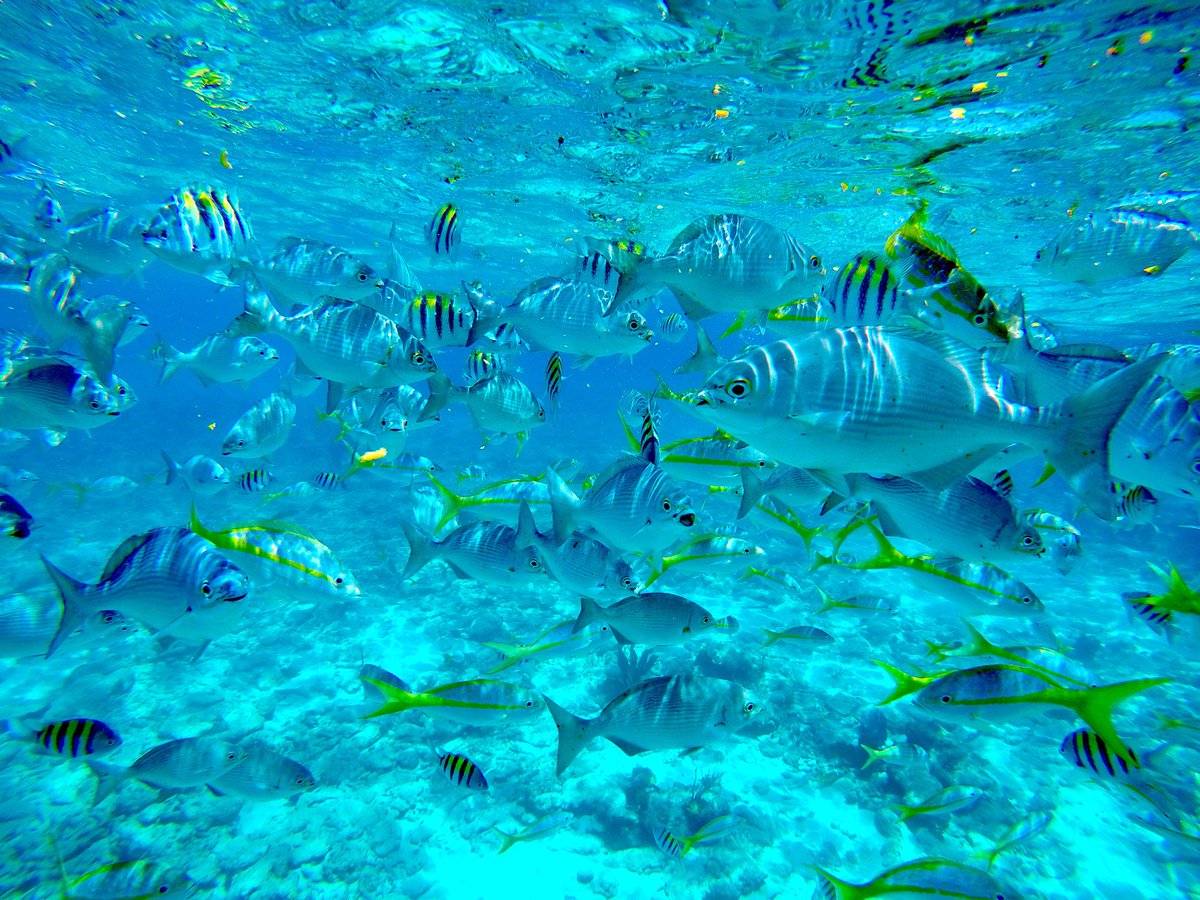 SeaperPowers's tweet photo. The blues in the ocean are magical. 💫 #fishpower https://t.co/gG0v4UZJFj