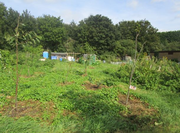NewHorizonsBBO's tweet photo. CHS Group are looking for a Women’s Allotment Project Volunteer to help out 4-5 hours a week from now until the end of February 2022 - visit our website for more information https://t.co/k4YyGg6SUC - deadline to apply is 29th November https://t.co/61rgwBAhGk