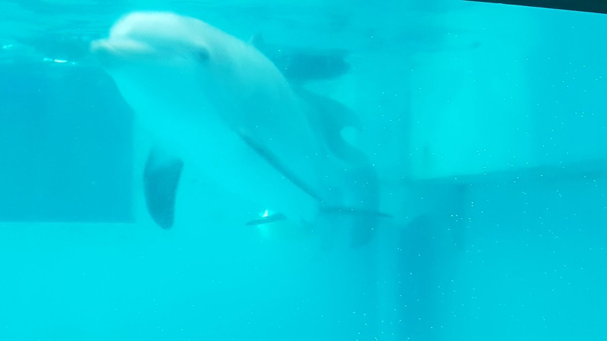 1fiestykitty's tweet photo. @CMAquarium Thank you @CMAquarium for all the work you do. Lucky to have had the opportunity to visit Winter, Hope and all the other patients there. RIP Winter u r truly an inspiration for many. https://t.co/PGUIm8n9E4