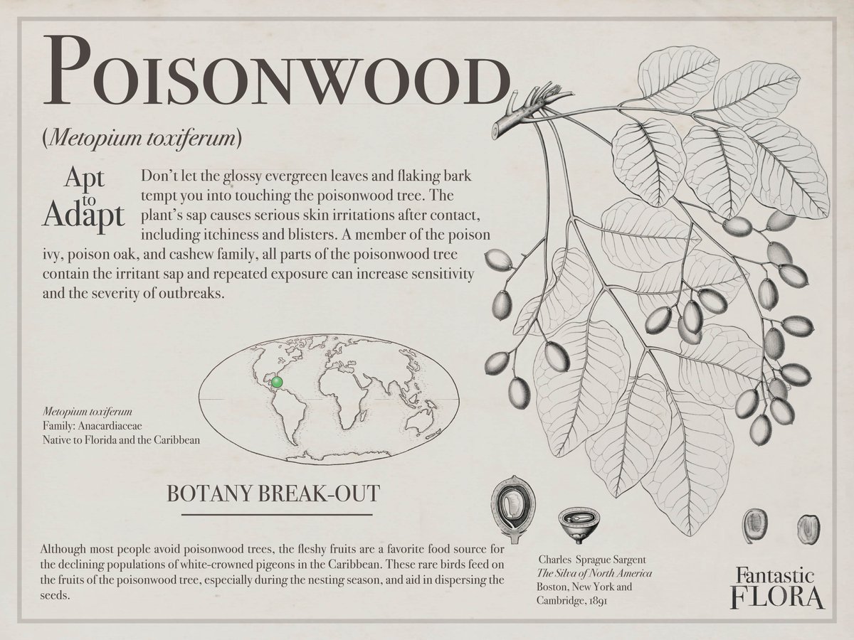 oak_spring's tweet photo. Happy #FantasticFloraFriday! This week we’re featuring the fascinating poisonwood tree (just don’t let the glossy evergreen leaves and flaking bark tempt you into touching it!) 

Learn more about the world's wonderful plants at our #FantasticFlora website: https://t.co/WyLbUZOMN9 https://t.co/SyWqDpE81i