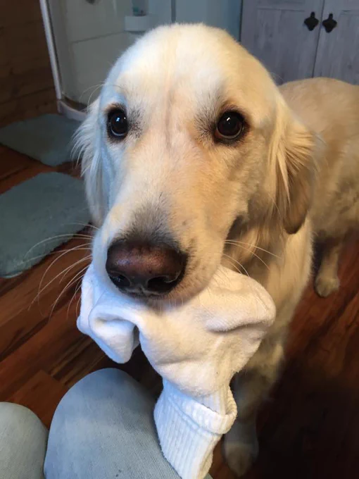 A service dog holding a sock in their mouth