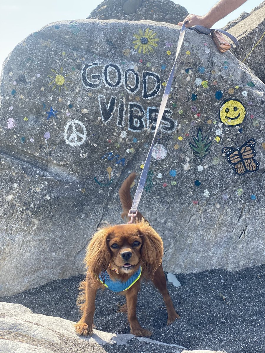 theexperttouch's tweet photo. @breakfasttv - sending a pic of our Cavalier King Charles Spaniel Coco who is a huge beach fan. Here she is enjoying her last days at Hamilton Beach https://t.co/5d7DLUH2rS