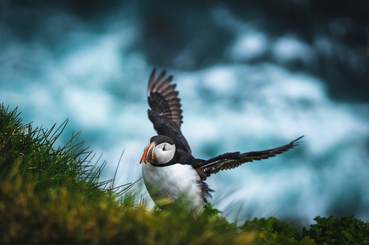 GM Twitter! Anyone out there shooting anything fun this week?? Here’s a puffin in full stride at Latrabarg, Iceland