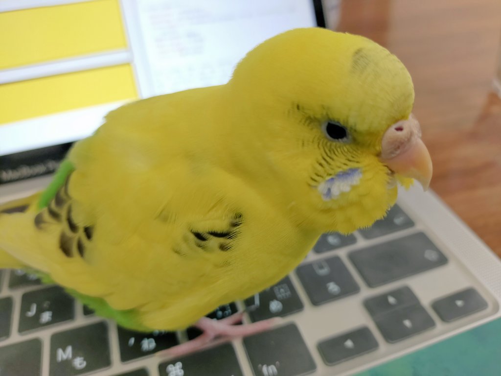 りゅか Kiiroi Inko Twitter