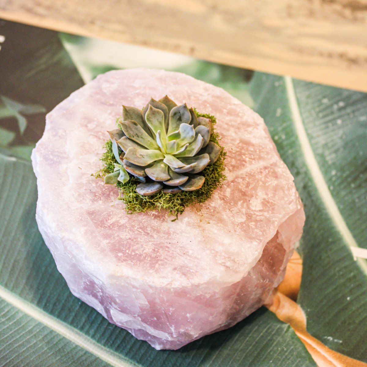 The Rose Quartz - Succulent features a succulent that represents enduring and timeless love. Amplified by coexisting with a beautiful Rose Quartz, the unconditional love that these creations of nature hold is the most genuine gift we can give. shop.plantthefuture.com