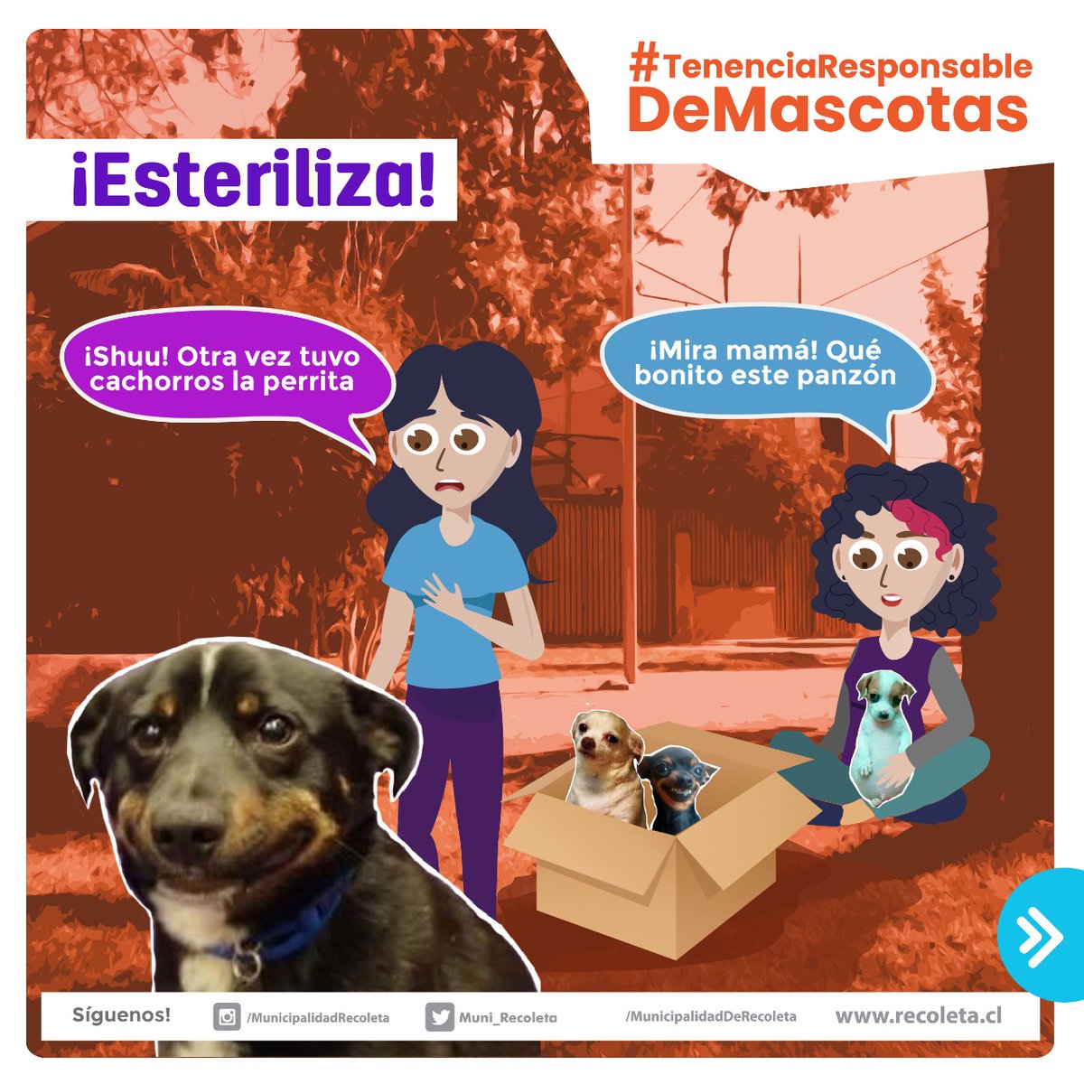 Muni_Recoleta's tweet photo. 🐶🐾🤎🐱 La ley de tenencia responsable de mascotas implica una serie de obligaciones, dentro de las cuales están la salud de tu mascota. 👩🏻‍⚕️Por eso, el municipio dispone del consultorio veterinario que atiende previa hora telefónica, llamando al 👉🏼229457350. #NoSonMuebles https://t.co/ZnO0VgmFg4