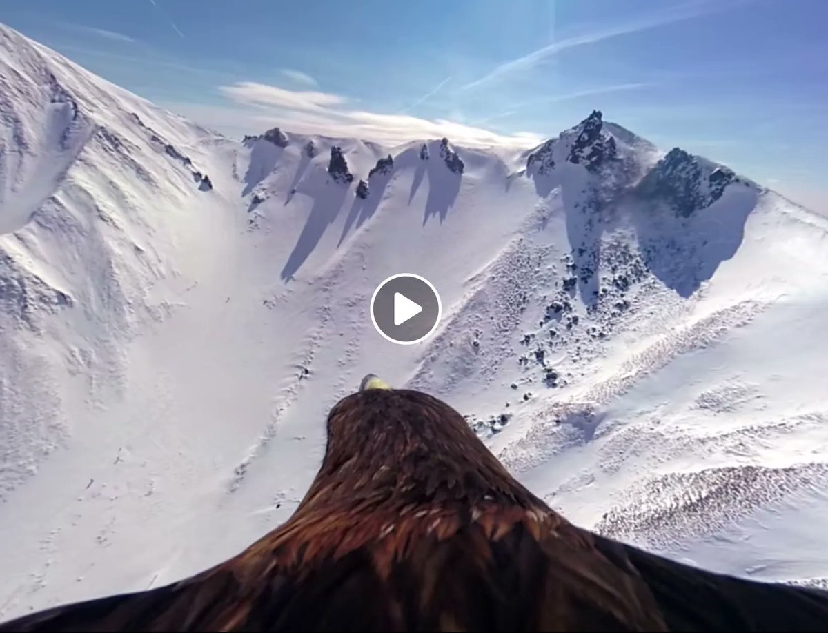 180SouthDigital's tweet photo. A self-produced film entitled "Sancy: the last ascent" by Justin Labattou is the source of this eagle equipped with a GoPro camera flying over the Sancy mountains in Puy-de-Dôme, France https://t.co/Oe0yYnhLj9 https://t.co/eqDZpe8s0U