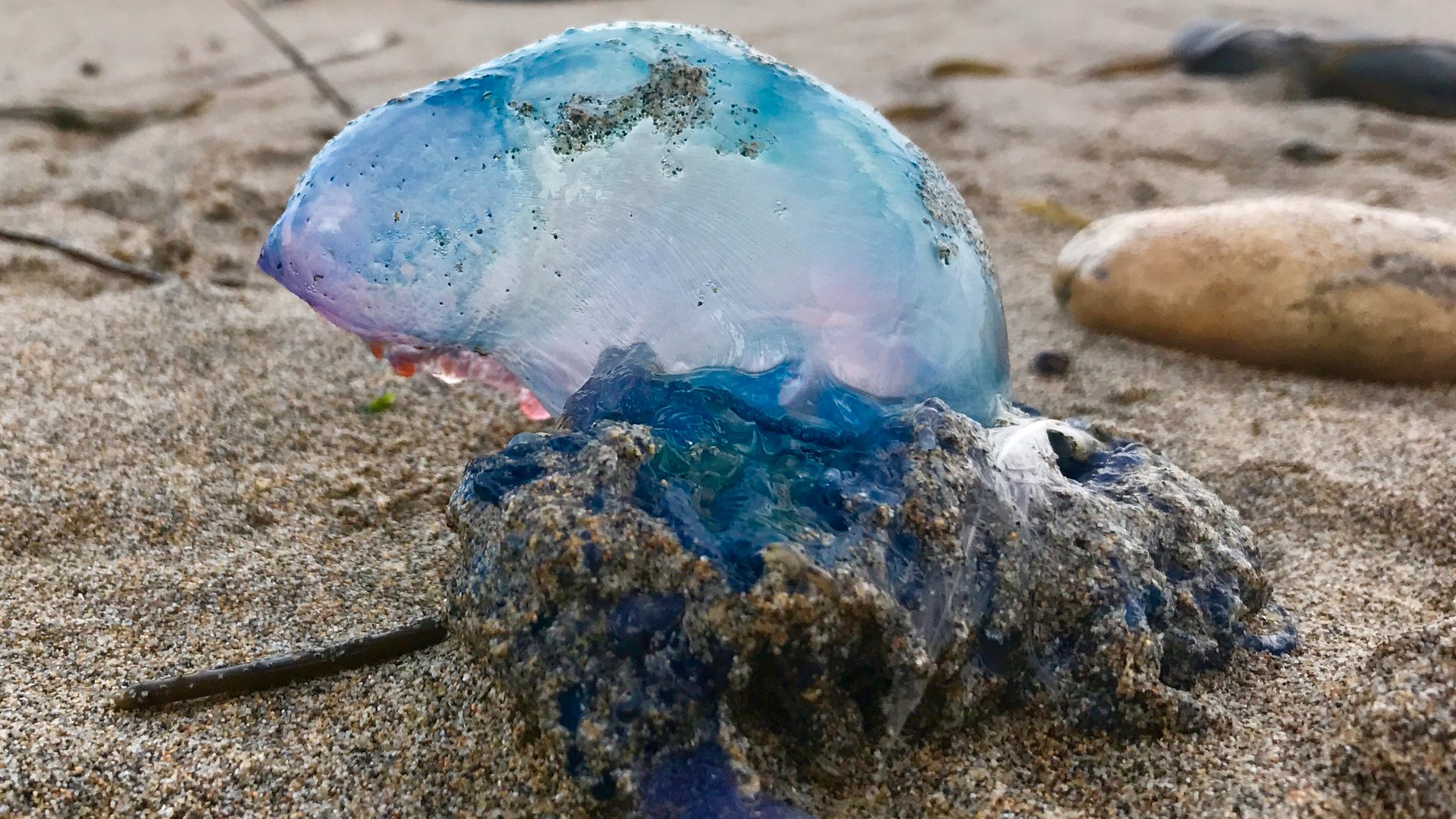 What Happens If A Dog Eats A Blue Bottle Jellyfish