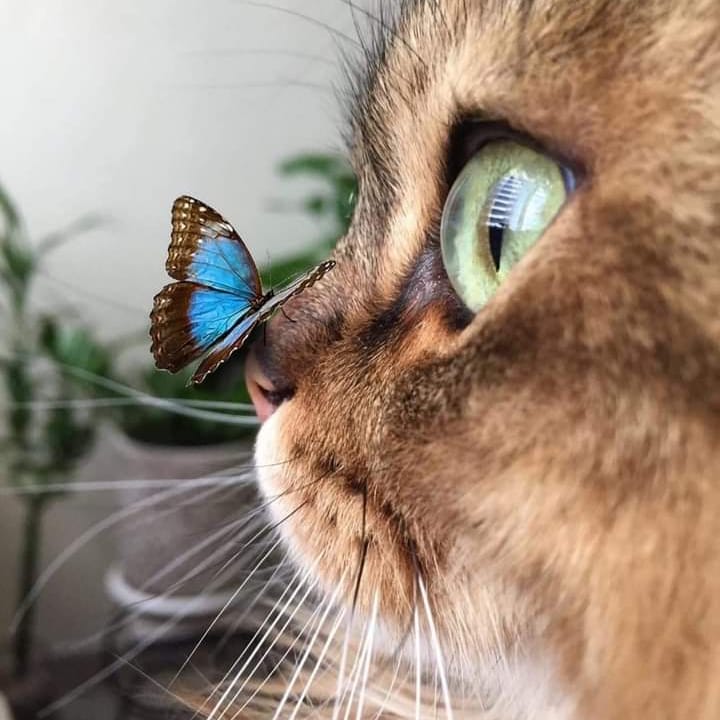 #cats #catsofinstagram #catstagram #catsagram #catsofig #catsofworld #CatsOfInsta #catslover #catsoninstagram #catslife #catsgram #catselfie #catslovers #catsoftheday #catskills #catsrule #catsoftheworld #catsfollowers #catstocker #catsanddogs #catsofday #Catsuit #catsofinstgram