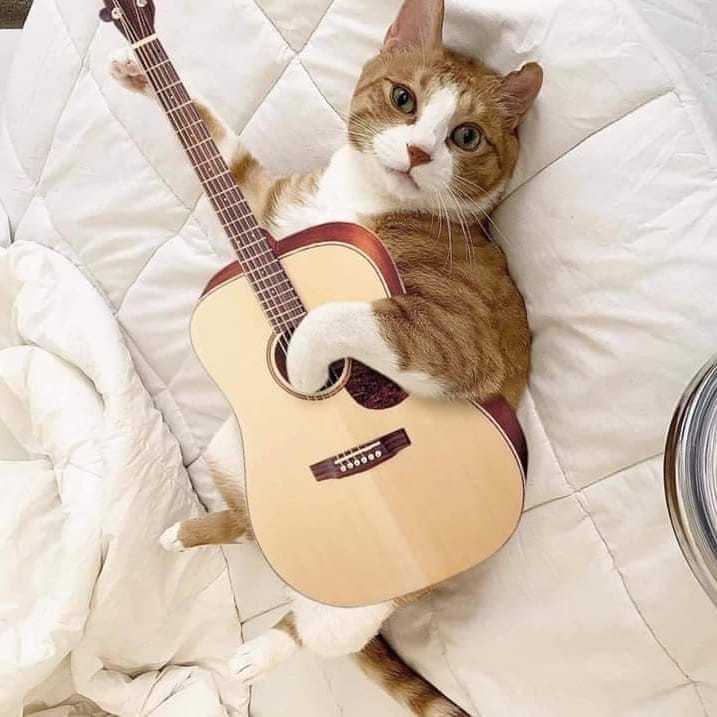 #cats #catsofinstagram #catstagram #catsagram #catsofig #catsofworld #CatsOfInsta #catslover #catsoninstagram #catslife #catsgram #catselfie #catslovers #catsoftheday #catskills #catsrule #catsoftheworld #catsfollowers #catstocker #catsanddogs #catsofday #Catsuit