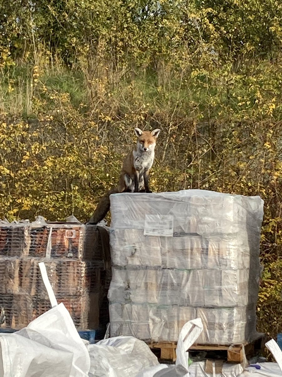 Higgs1978's tweet photo. A crappy few days at work, then this guy makes an appearance and life seems a little better #fox #workfox @RespectYourself https://t.co/fGGMUdRNKi