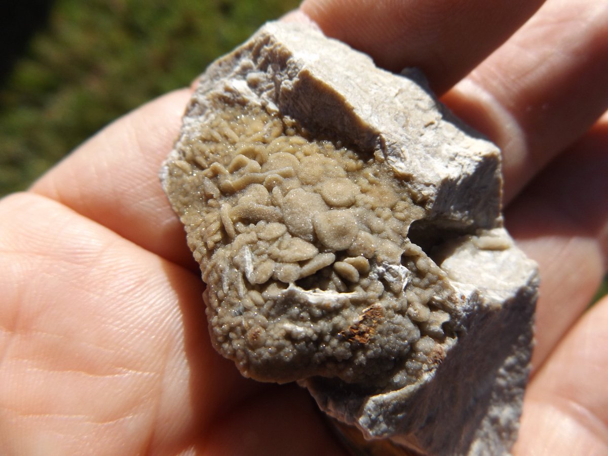 redfossils's tweet photo. Beautiful calcite specimen collected in Center Hill quarry, Florida showing crystalized forams from the Ocala Limestone Formation – Eocene. #ForamFriday #FossilFriday #Botryoidal #FloridaFossils https://t.co/bSxd54Mg4C