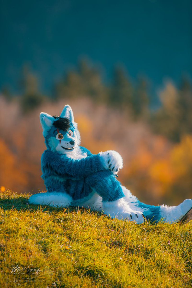 whitewingsuits's tweet photo. Hier noch wunderschöne Aufnahmen für #FursuitFriday von @Alpha_Wolf_27 von der @goldenleavescon in den Schweizer Bergen durch den 
📷@martinisnowfox
#furry #furryfandom #fursuit #furries #Fursuiter #ilovemyjob ❤ https://t.co/AHDg8iqcz2