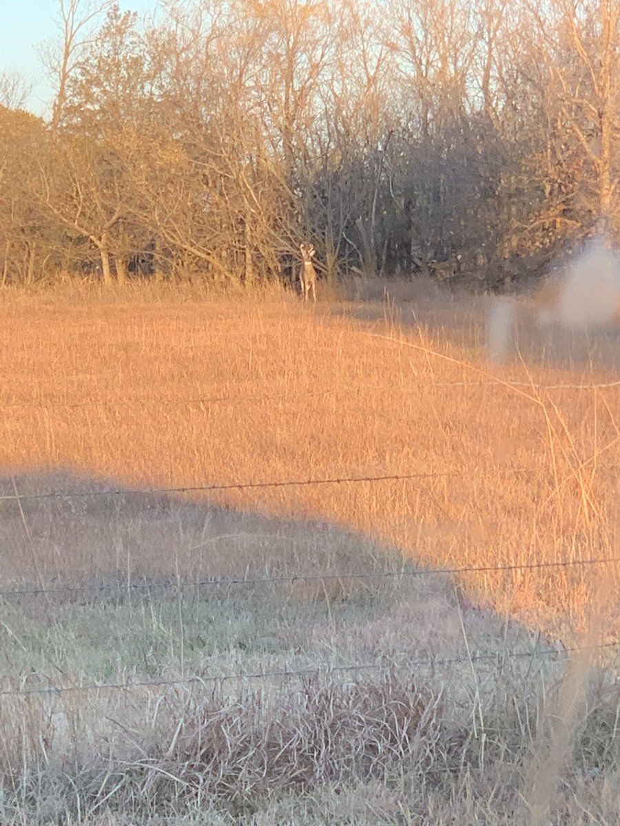 tkh626's tweet photo. Mia spotted this big boy on way to school today! Proud dad moment https://t.co/t0eP71Fnng