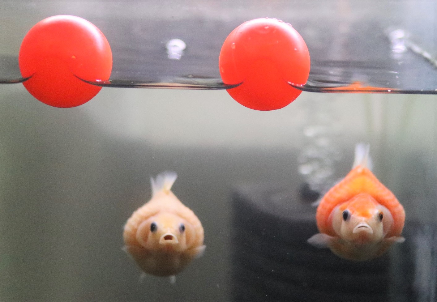 こう きらきら金魚 Kirarinkou Twitter