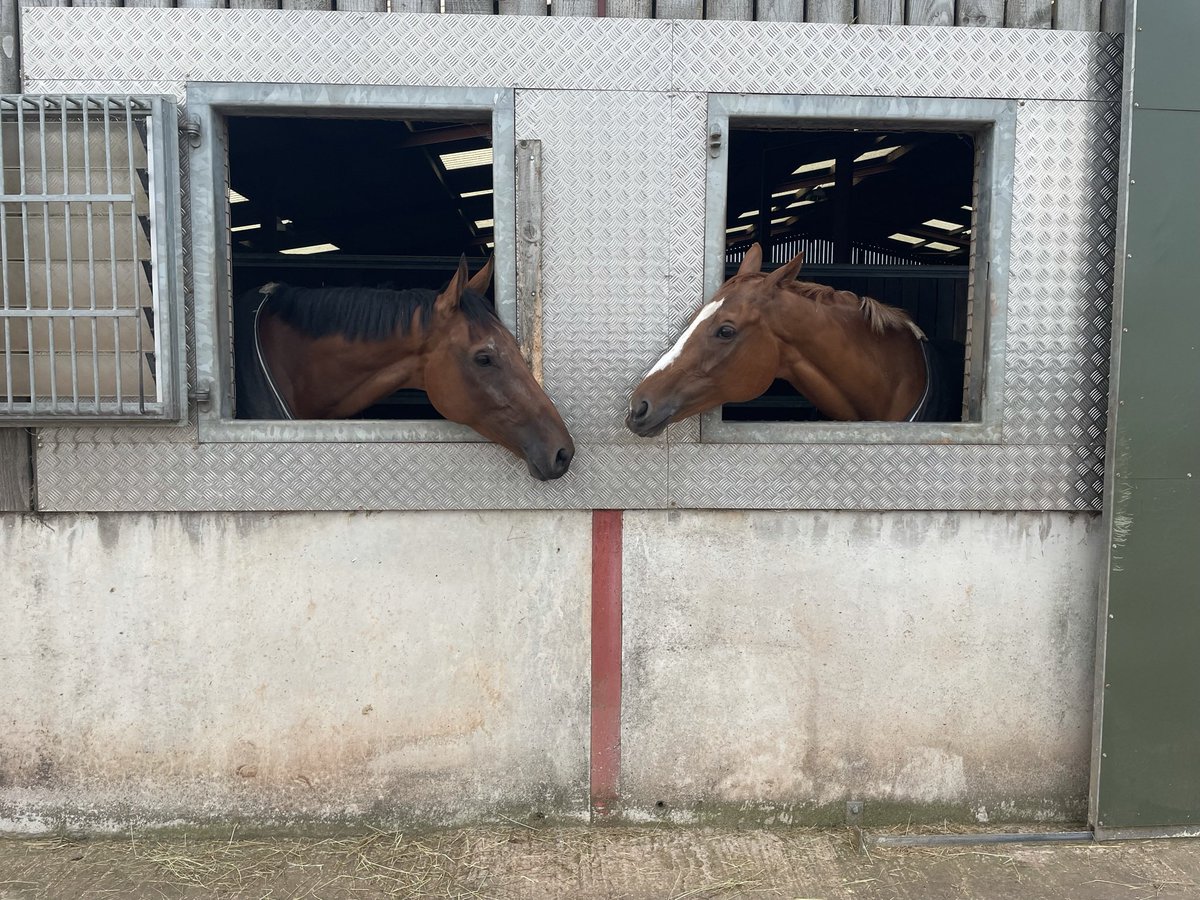 ThorneFarm's tweet photo. Galore Dessesances this morning telling his neighbour all about his win yesterday! #thornefarmracing #nationalhunt #devon #racinglife #racingfamily #racehorse #trainingwinners #winners https://t.co/bym9PjfP2t