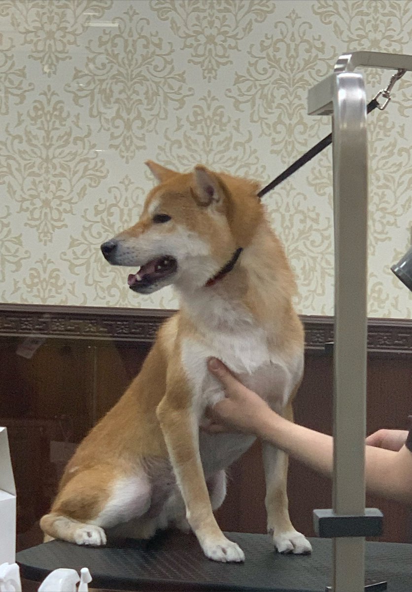 chofu0711's tweet photo. 柴犬ホクト、お風呂が苦手。
1枚目　「まさか、病院行くワン？」
2枚目　「到着？病院じゃないみたいワン♪」
3枚目　「え！？え！？」
4枚目　「こ、これはもしや、お風呂、そ、そんなぁ！」
＃柴犬　#shiba ＃犬　＃現実を受け入れられない柴犬　#現実逃避してた柴犬　#夢であってほしいと願う柴犬 https://t.co/1mef7kw5QF
