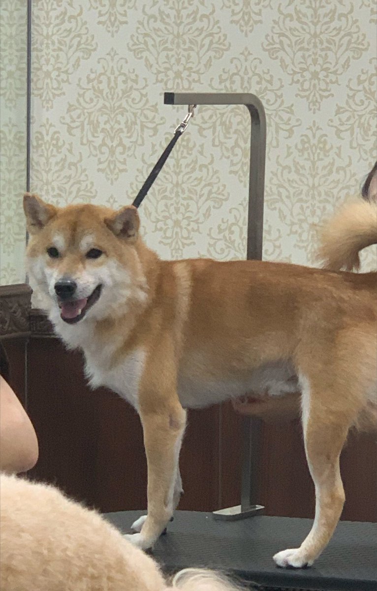 chofu0711's tweet photo. 柴犬ホクト、お風呂が苦手。
1枚目　「まさか、病院行くワン？」
2枚目　「到着？病院じゃないみたいワン♪」
3枚目　「え！？え！？」
4枚目　「こ、これはもしや、お風呂、そ、そんなぁ！」
＃柴犬　#shiba ＃犬　＃現実を受け入れられない柴犬　#現実逃避してた柴犬　#夢であってほしいと願う柴犬 https://t.co/1mef7kw5QF
