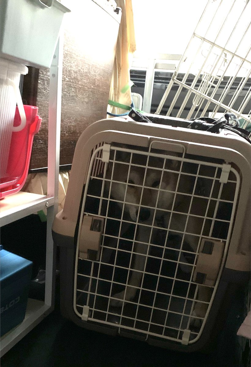 chofu0711's tweet photo. 柴犬ホクト、お風呂が苦手。
1枚目　「まさか、病院行くワン？」
2枚目　「到着？病院じゃないみたいワン♪」
3枚目　「え！？え！？」
4枚目　「こ、これはもしや、お風呂、そ、そんなぁ！」
＃柴犬　#shiba ＃犬　＃現実を受け入れられない柴犬　#現実逃避してた柴犬　#夢であってほしいと願う柴犬 https://t.co/1mef7kw5QF