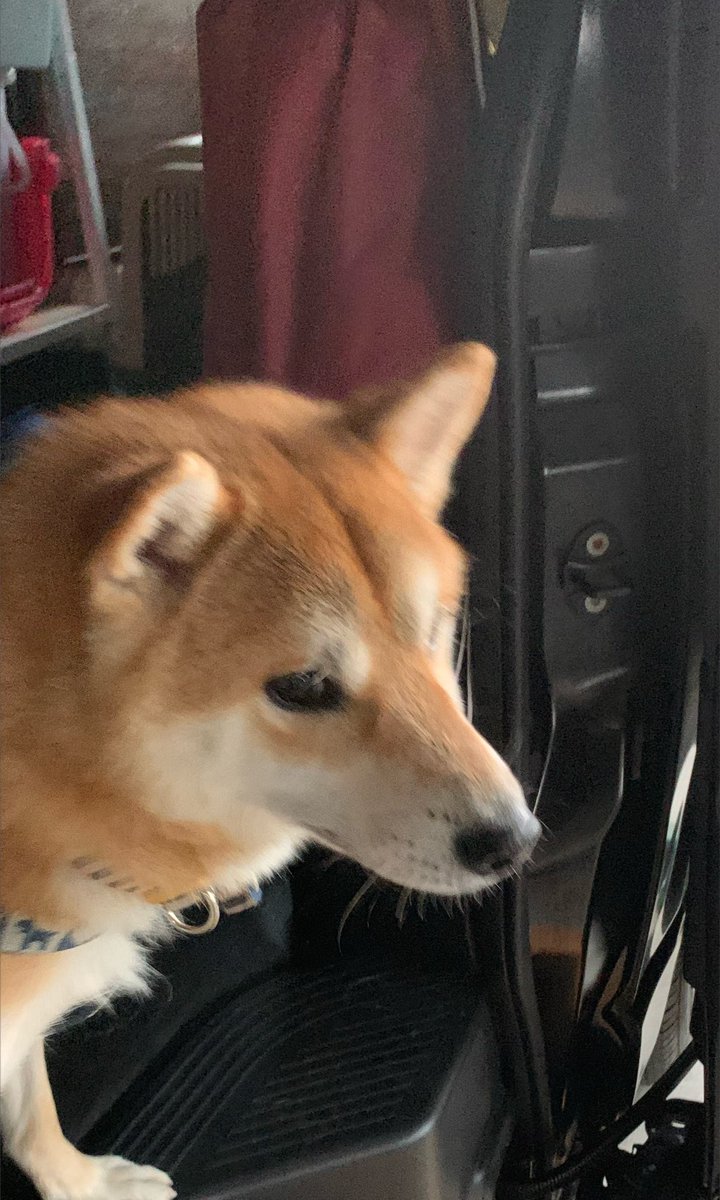 chofu0711's tweet photo. 柴犬ホクト、お風呂が苦手。
1枚目　「まさか、病院行くワン？」
2枚目　「到着？病院じゃないみたいワン♪」
3枚目　「え！？え！？」
4枚目　「こ、これはもしや、お風呂、そ、そんなぁ！」
＃柴犬　#shiba ＃犬　＃現実を受け入れられない柴犬　#現実逃避してた柴犬　#夢であってほしいと願う柴犬 https://t.co/1mef7kw5QF