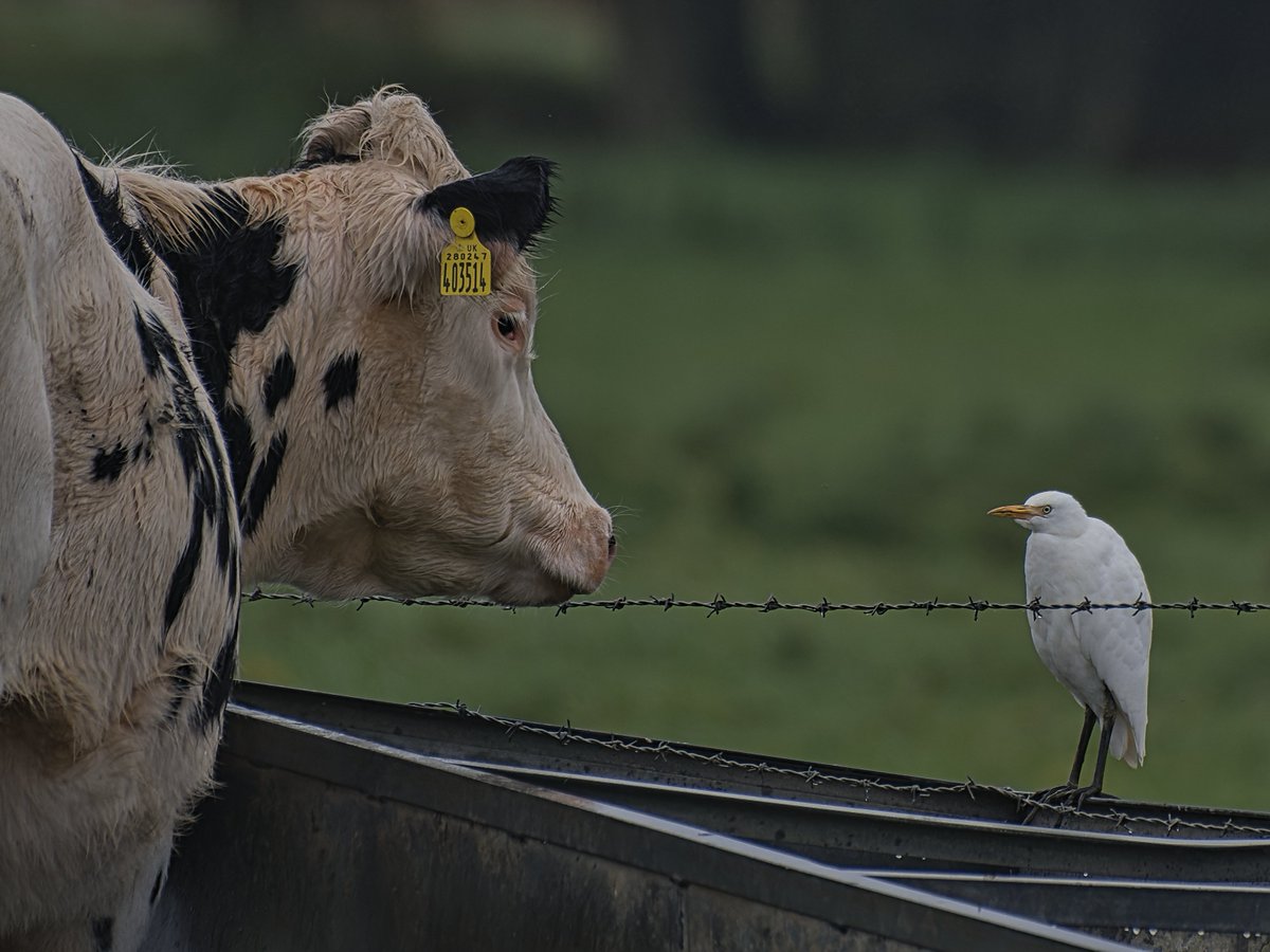 AliDriverUK's tweet photo. A rare experience for me - a new bird species for my UK list right here in my parish - Cattle Egret - a group of 5 hanging out in the Thames floodplain meadows d/s of Sonning. https://t.co/1EBOZt1s0L