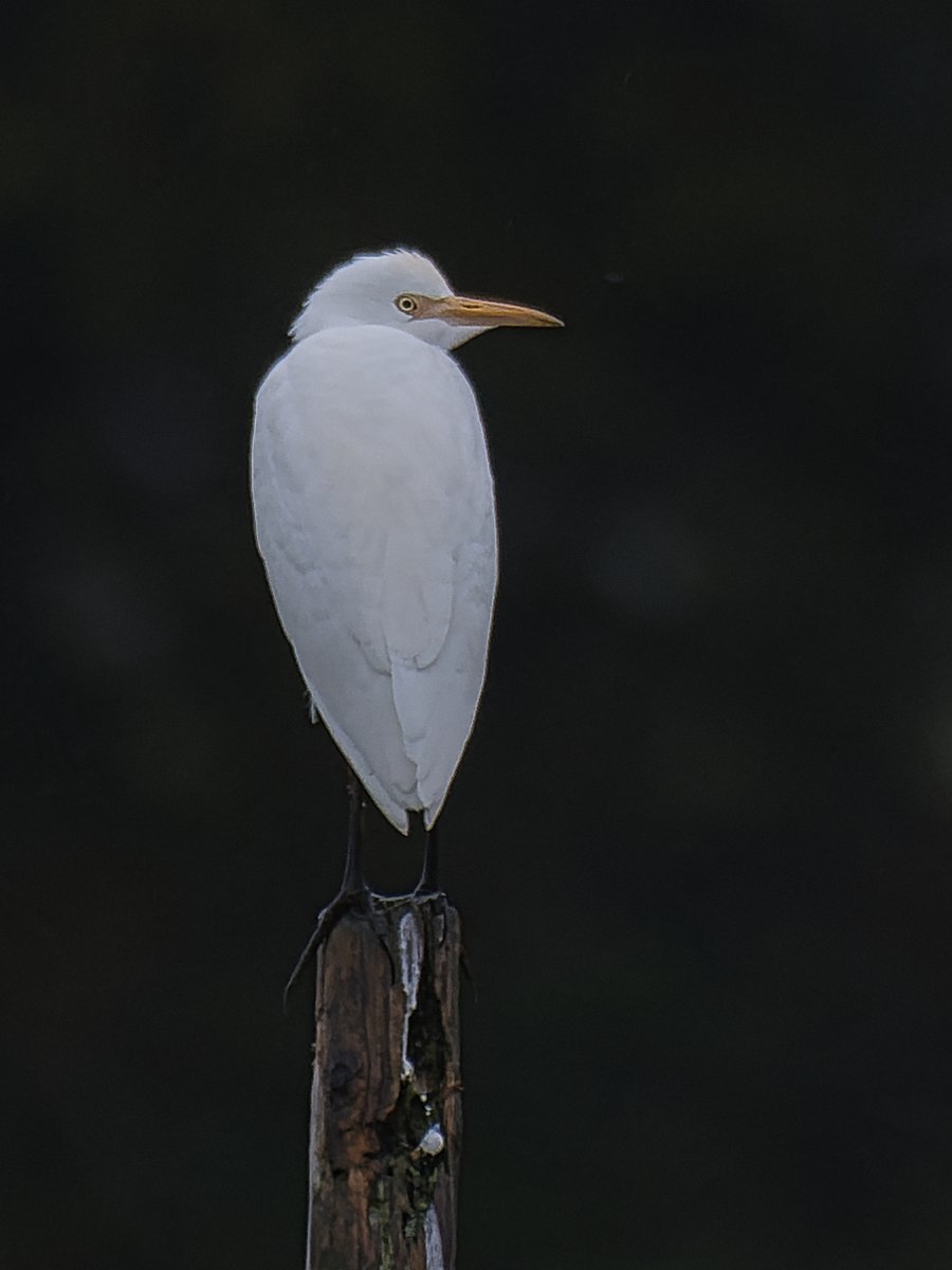 AliDriverUK's tweet photo. A rare experience for me - a new bird species for my UK list right here in my parish - Cattle Egret - a group of 5 hanging out in the Thames floodplain meadows d/s of Sonning. https://t.co/1EBOZt1s0L