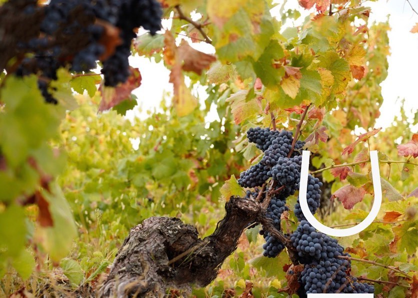 wine_alle's tweet photo. Casa do JOA is located in Parada - Bragança, where many of the 130 year old vines are open-standing.
It is in this land that Jorge Ortega Afonso has its origins and it made perfect sense to call Home to the place where the soul feels happy. 

#winetourism #winescape #partnership https://t.co/EvZTyCVMsX