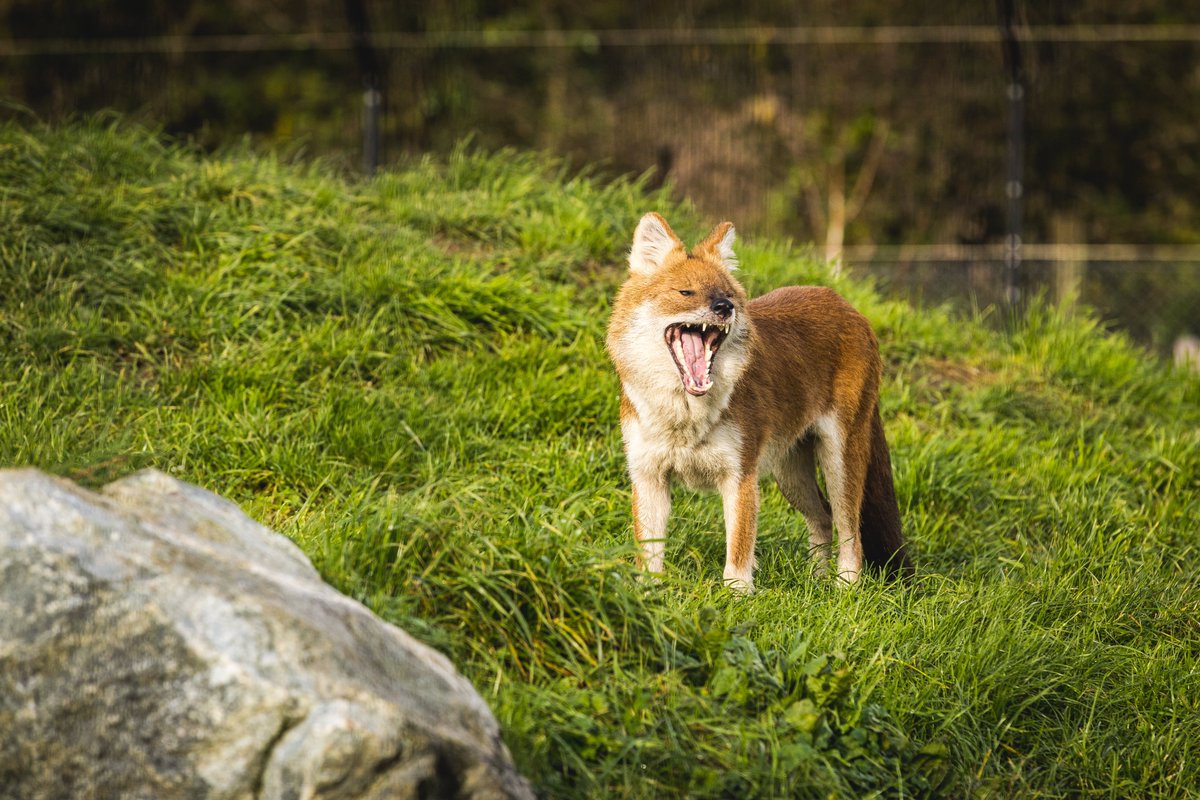 FollyFarmWales's tweet photo. Our Asian wild dogs looking amazing!
Thanks to @drewbphoto for the lovely pics📷
#AsianAdventure #zoo #wilddogs #dholes https://t.co/27ludpL4Cc