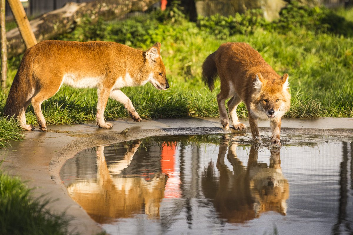 FollyFarmWales's tweet photo. Our Asian wild dogs looking amazing!
Thanks to @drewbphoto for the lovely pics📷
#AsianAdventure #zoo #wilddogs #dholes https://t.co/27ludpL4Cc