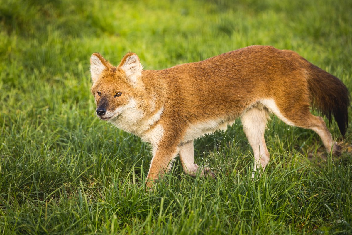 FollyFarmWales's tweet photo. Our Asian wild dogs looking amazing!
Thanks to @drewbphoto for the lovely pics📷
#AsianAdventure #zoo #wilddogs #dholes https://t.co/27ludpL4Cc