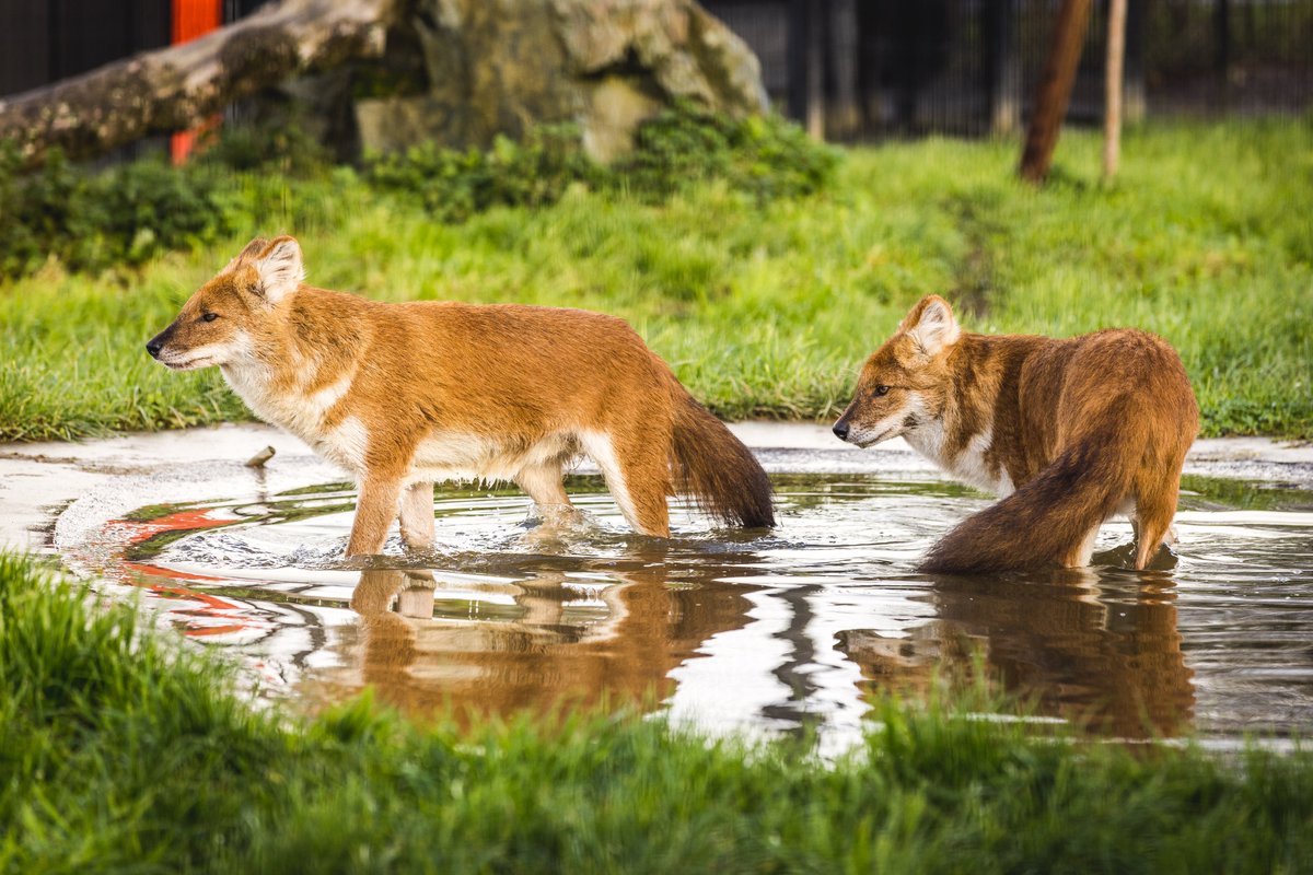FollyFarmWales's tweet photo. Our Asian wild dogs looking amazing!
Thanks to @drewbphoto for the lovely pics📷
#AsianAdventure #zoo #wilddogs #dholes https://t.co/27ludpL4Cc