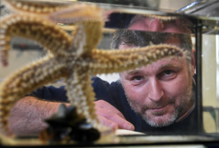 CampusMer's tweet photo. Guillaume Massé (@CNRS_dr17) présentera les moyens analytiques et expertises de la @SBM_Concarneau, à travers le projet #VALASTERID, un projet de création d’une filière de valorisation de la biomasse des étoiles de mer⭐️ en Bretagne. https://t.co/22eKeSQNv5