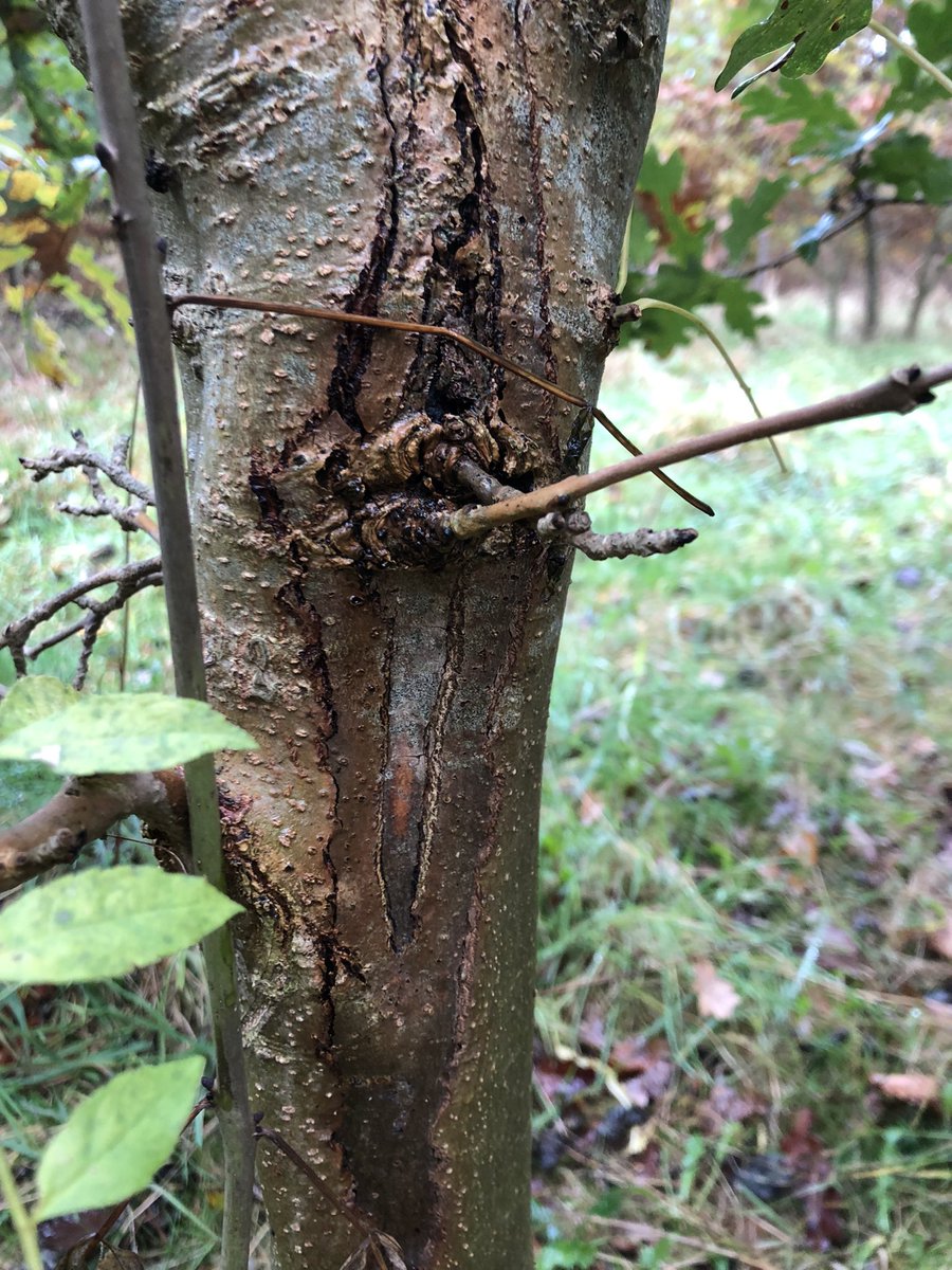 AmyJW31's tweet photo. Norbury park sequesters tonnes of CO2 every year, but like many other UK woodlands, it is under threat from pathogens 🦠 Yesterday we had the opportunity to explore this amazing place https://t.co/jElZrHok1W