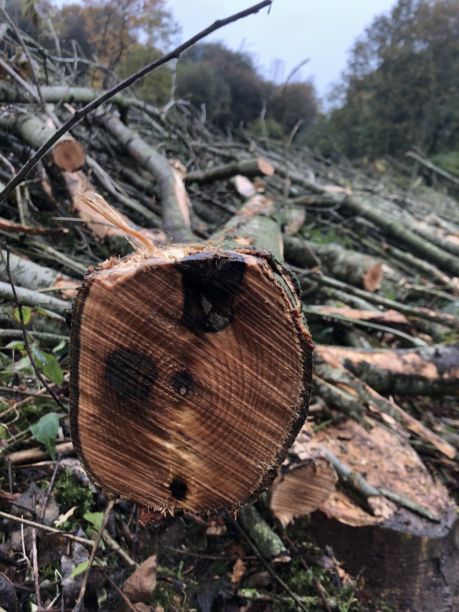 AmyJW31's tweet photo. Norbury park sequesters tonnes of CO2 every year, but like many other UK woodlands, it is under threat from pathogens 🦠 Yesterday we had the opportunity to explore this amazing place https://t.co/jElZrHok1W