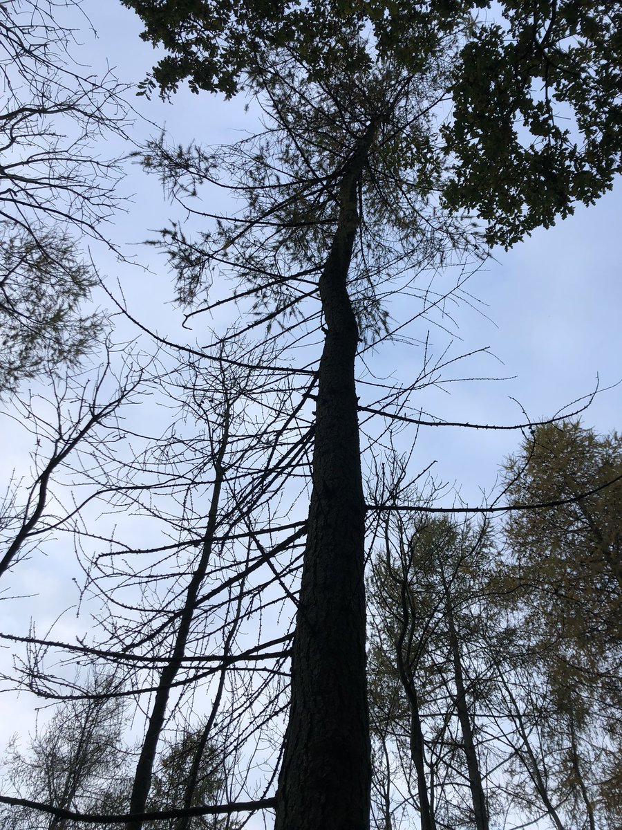 AmyJW31's tweet photo. Norbury park sequesters tonnes of CO2 every year, but like many other UK woodlands, it is under threat from pathogens 🦠 Yesterday we had the opportunity to explore this amazing place https://t.co/jElZrHok1W