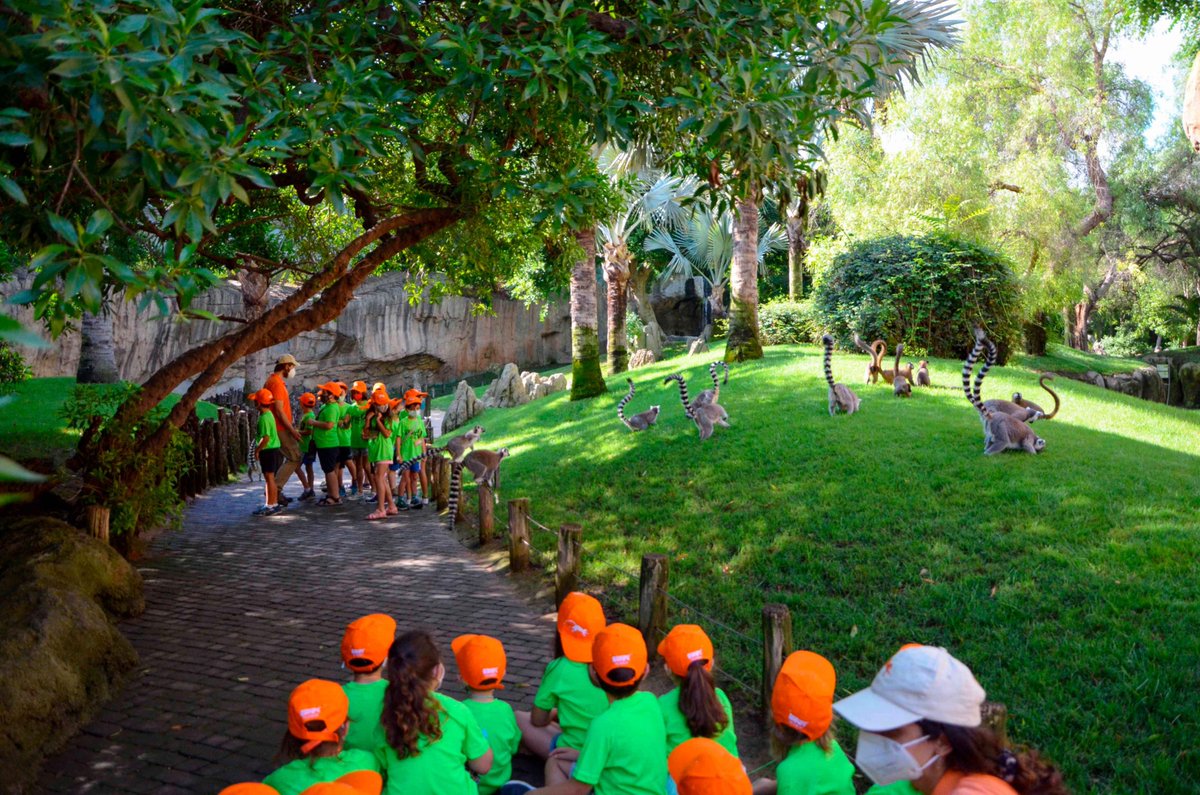 YouVLC's tweet image. A ÁFRICA POR NAVIDAD

Prepara tus vacaciones de Navidad y vete de expedición a África a conocer las especies más interesantes en la escuela de vacaciones de @Bioparc Valencia. 
youvalencia.com/index.html/202…