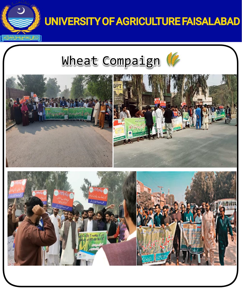 UniversityofAg2's tweet photo. Wheat Compaign 2021-22 https://t.co/46QVT7wCMy