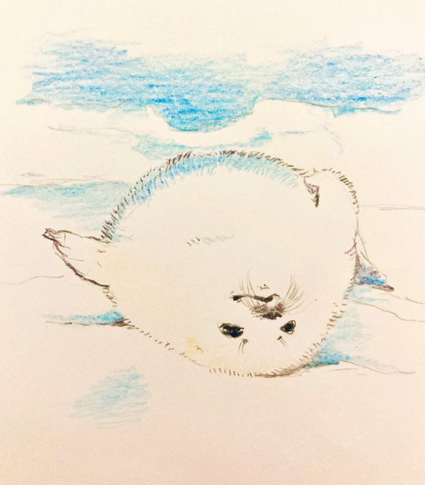 アザラシの赤ちゃんのtwitterイラスト検索結果 アザラシの赤ちゃんのtwitterイラスト検索結果
