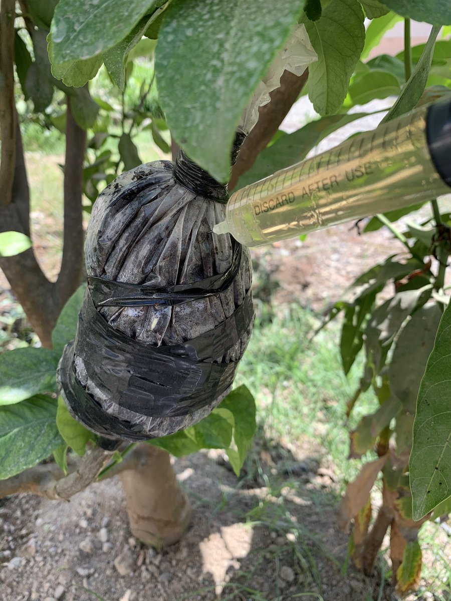 جابةً لطلب أحد الاخوة، هذا شرح مبسط لطريقة الترقيد الهوائي لليمون وغيره من الأشجار.

١- نختار غصن "ش...