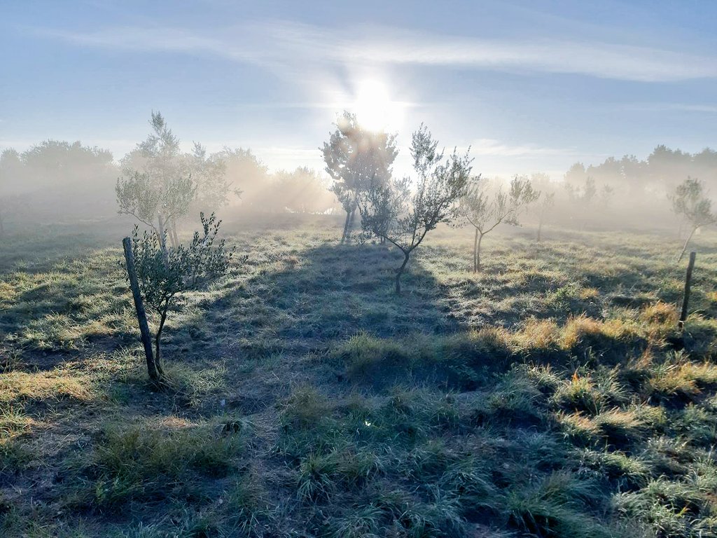BiliniEvoo's tweet photo. A cold, misty autumn morning in our olive grove 🌥
❄❄❄❄❄❄❄❄❄❄❄❄❄❄❄❄❄❄❄❄
#early #morning #sunrise #misty #olivegrove #istria #cold #harvest #olives #trees #nature #maslinik #rakovci #istra #istria #istrien #opg #Bilini https://t.co/k7eeLCrECU
