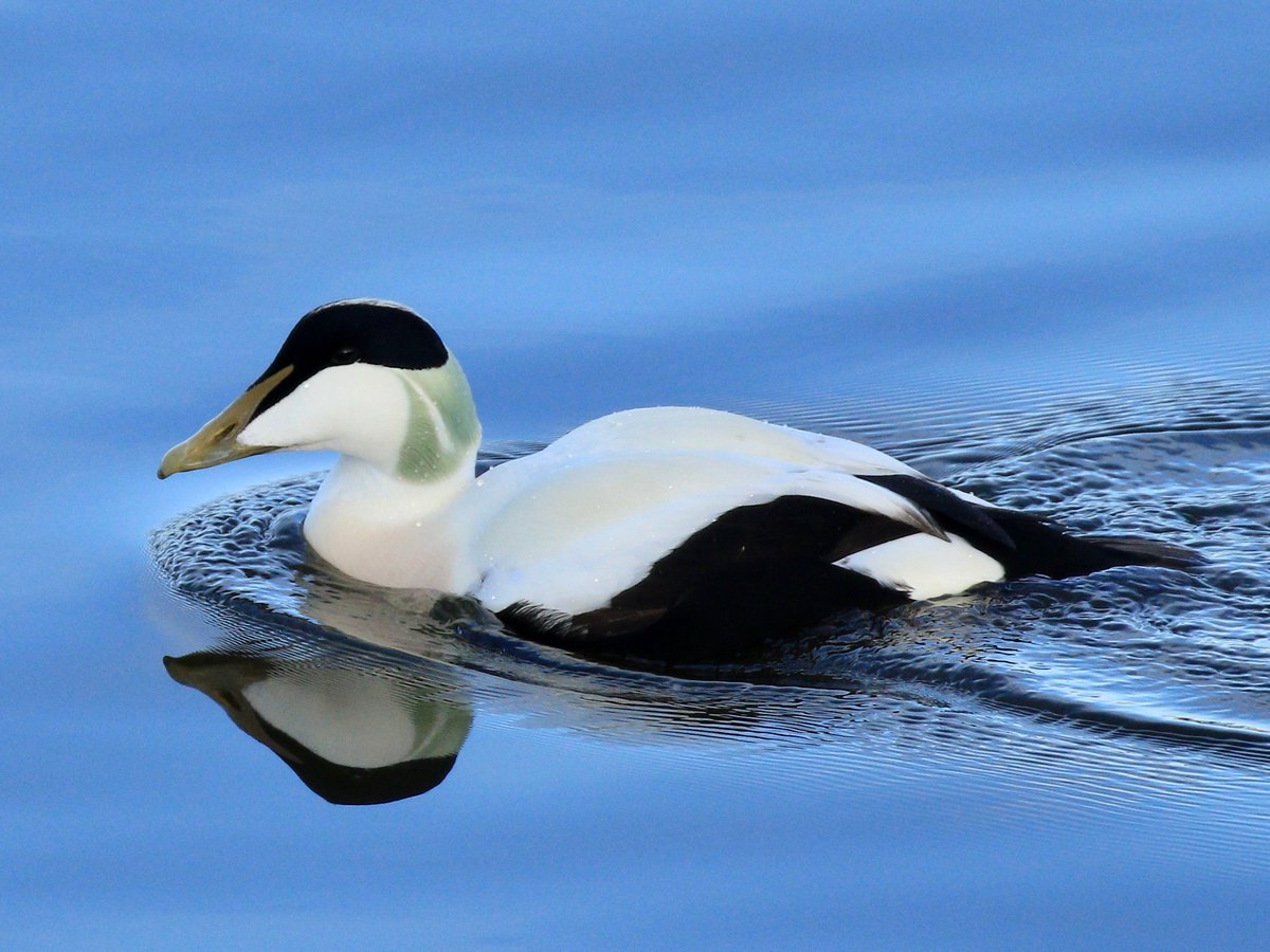 xbordercurrents's tweet photo. Our #cuddyduckchallenge finishes on Monday. We still need a few more records to meet our target so if you are at the coast this weekend and see any Eiders then please let us know via the browser version of our #EiderAware app https://t.co/deC78sOvRT
📷@tomcadwallender https://t.co/Ap5fgXIMpv