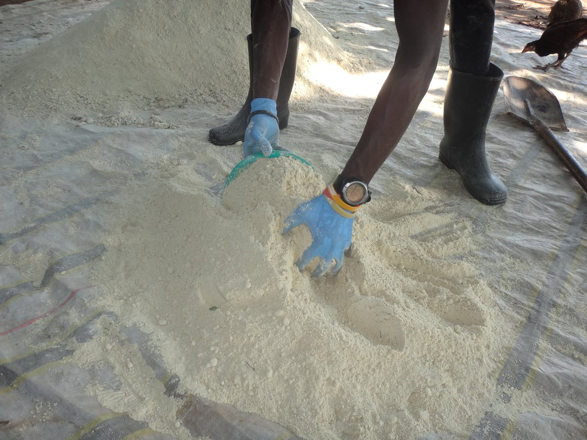 rootsofthenile's tweet photo. Every 100grams of moringa powder for animal feeds, is mixed with 100kgs of mixed animal feeds and then served to the animals. 

To get desirable results, follow a well designed feeding schedule as directed by the farm manager. https://t.co/dE16wtzZWw