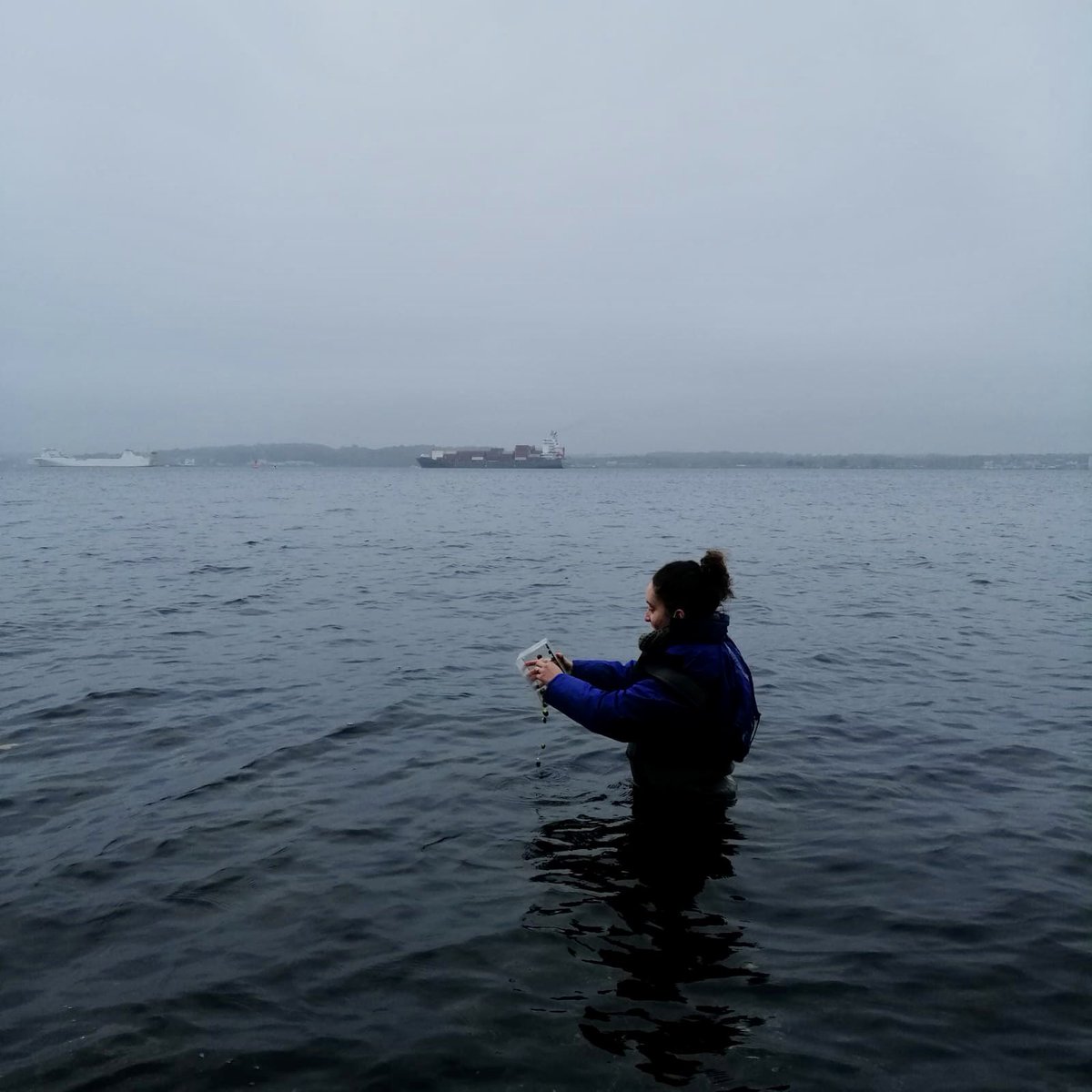 The Baltic is cold but we continue 💪🏽 releasing marked Littorina littorea uninfected and infected with trematodes for later recapture with @ClaudiaBommari3 and Cindy Martinez for the #Biomod project! <a href="/unidue/">Uni Duisburg-Essen @unidue.bsky.social</a> <a href="/GEOMAR_en/">GEOMAR_en</a>