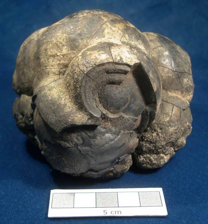 weebeastie75's tweet photo. Here is a close up of the @Hunterian Manganese nodule that @farahyasmin discussed for #ChangingClimateChangingStories. DYK they take millions of years to form from gradual chemical deposits on the #deepsea floor. They used as a substrate by sponges that octopus lay their eggs on. https://t.co/ylCoobkBkx