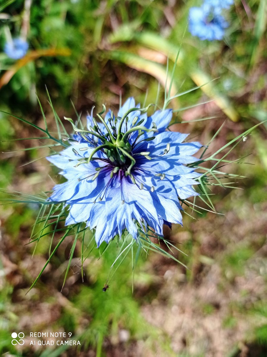 Cheering myself up with memories of Summer colour in the garden.. I'm definitely a spring/summer person! 💚😁 #summergarden #Piemonte