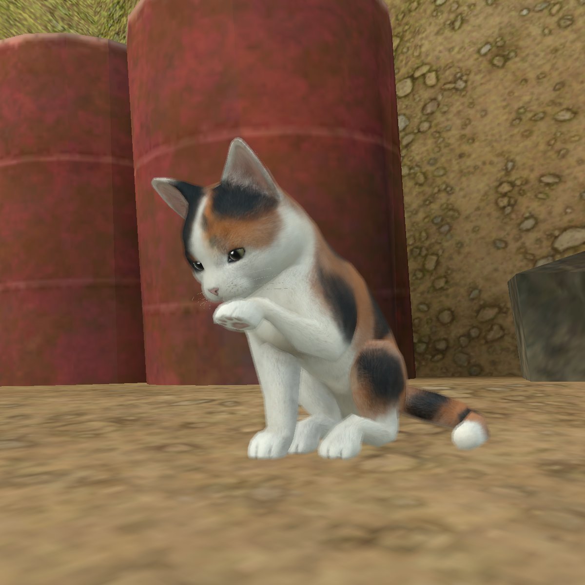 Official Littleisland 動物紹介 日本猫 自分の手を舐めるのに夢中な様子 T Co 3lhyqlhjwu Twitter